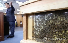 농진청, 전염병에 강한 토종벌 개발