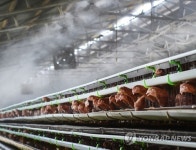 여수 양계농장서 불…닭 6만여 마리 폐사(종합)