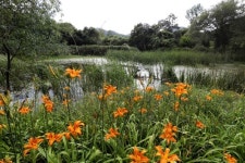 [연합이매진] 고창 운곡습지