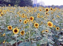 [카메라뉴스] 태화강지방공원에 활짝 핀 해바라기