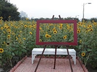 [카메라뉴스] 태화강지방공원에 활짝 핀 해바라기