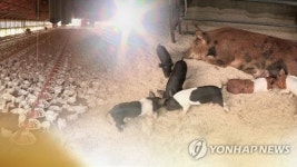 폭염에 가축 453만 폐사…정부, 축사 냉방 장비 지원