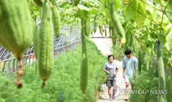 오늘 입추, 영글어가는 수세미