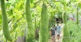 오늘 입추, 영글어가는 수세미