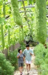 오늘 입추, 영글어가는 수세미