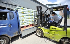 산지폐기하던 화천 애호박 판매 쑥쑥