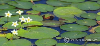 예쁘다, 어리연