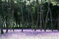 태화강 보랏빛 맥문동 자태