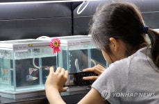 구피 보는 어린이