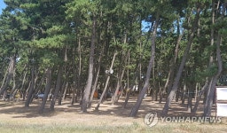 몽산포해수욕장 국립공원구역에서 영업 중인 미등록야영장