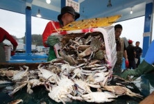 충남 태안서 가을꽃게 출하 시작…㎏당 위판가 1만5천원