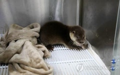 포항서 수달 잇따라 발견…서식 환경 좋아진 듯