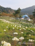 꽃망울 터트린 위도 상사화