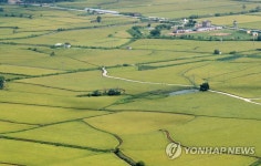 수확철 기다리는 철원평야