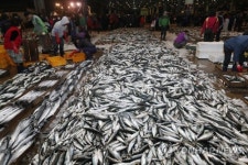 5개 수협조합장 이권다툼 부산공동어시장 대표 선거 그만