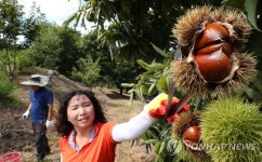 '햇밤이 왔어요'