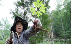 이것이 함양산삼!