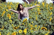 활짝 핀 해바라기밭에서 즐기는 가을