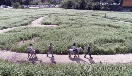 노새 타고 거니는 메밀밭