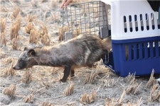 족제비 등 862마리 구조…서울 야생동물구조관리센터 개소 1년