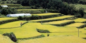 [카메라뉴스] 가을 익어가는 지리산 둘레길 다랑논