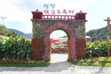 평창강 백일홍 장관