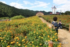 평창강 백일홍 장관