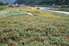 평창강 백일홍 장관