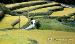 가을 익어가는 지리산 둘레길 다랑논