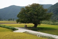제2의 정이품송 없나요…보은군 나무에 얽힌 전설·사연 수집