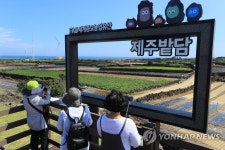 제주 밭담과 함께 하는 가을 추억