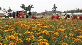 대하먹고 꽃구경하고 28일부터 안면도 국화&빅토리아 축제
