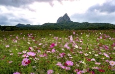 [카메라뉴스] 진안 마이산길 코스모스 장관