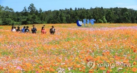 코스모스와 함께하는 가을 제주