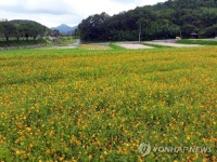 [추석연휴 N 여행] 영남권: 청자 빛 북천하늘, 억만송이 꽃 향기…하동 북천 축제