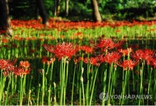 자연휴양림의 진홍색 꽃무릇