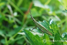 대구 봉무나비생태원서 가을 풀벌레 특별전