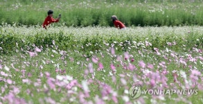 코스모스와 메밀꽃 사이에서