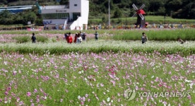 제12회 하동 북천 코스모스·메밀꽃 축제