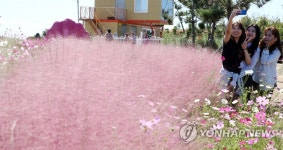 활짝 핀 핑크뮬리