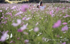 제12회 하동 북천 코스모스·메밀꽃 축제