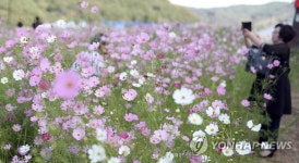 제12회 하동 북천 코스모스·메밀꽃 축제