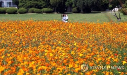 노란 코스모스의 유혹