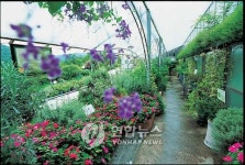 향기에 흠뻑…증평군 2만5천㎡ 규모 허브랜드 조성