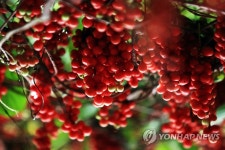 인제명품사과.오미자농원 | 출하 앞둔 인제 명품 오미자