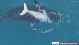 뉴질랜드 연구진, 남극권서 하얀 새끼 고래 촬영