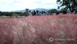 경주는 핑크 뮬리 천지