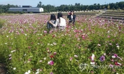 [카메라뉴스] 코스모스 활짝 핀 동해시 공설묘지 하늘정원