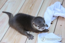 국내 최대민물고기 생태관서 태어난 수달