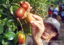 달걀만한 대추가 주렁주렁